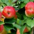 Szczegółowy opis chińskiej odmiany jabłek bellefleur